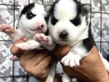 Husky Sibirya Kurdu Yavrularımız