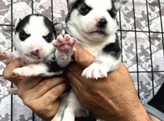 Husky Sibirya Kurdu Yavrularımız