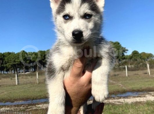 Mavi̇ Gözlü Husky Yavrulari