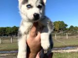 Mavi̇ Gözlü Husky Yavrulari