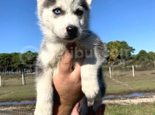 Mavi̇ Gözlü Husky Yavrulari görsel
