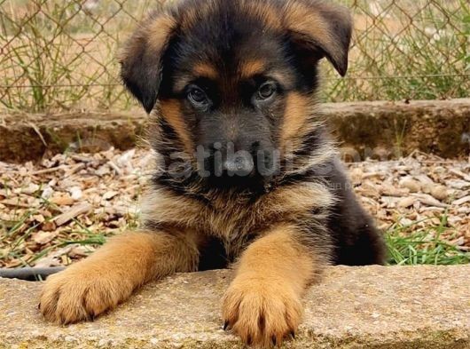 Irkan Garanti̇li̇ Alman Çoban Köpeği̇ Yavrulari görsel