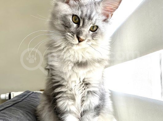 Safkan Full Şecereli̇ Maine Coon Yavru -- Uygun Fi̇yat --