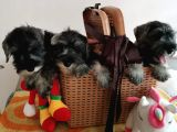 Show kalite  Minyatür schnauzer yavruları