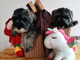 Show Kalite  Minyatür Schnauzer Yavruları