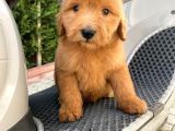 Labradoodle Goldendoodle Bebekler 3 Aylık Ve 5 Aylık