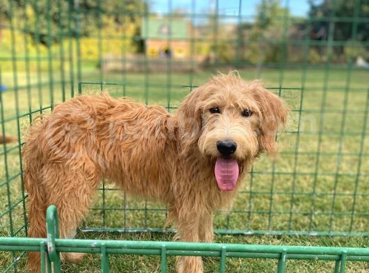 Labradoodle Goldendoodle Bebekler 3 Aylık Ve 5 Aylık görsel