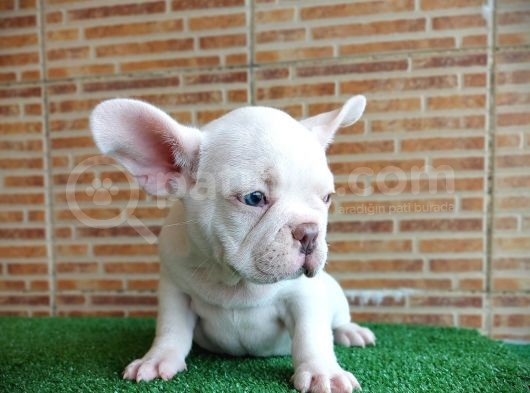 Efsane Güzellikte French Bulldog Platinyum Erkek Yavru görsel