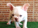 Efsane Güzellikte French Bulldog Platinyum Erkek Yavru