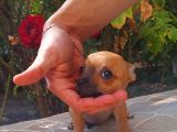 Mi̇ni̇ Boy Chi̇huahua Di̇şi̇ Yavru