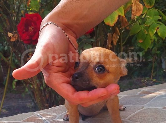 Mi̇ni̇ Boy Chi̇huahua Di̇şi̇ Yavru görsel
