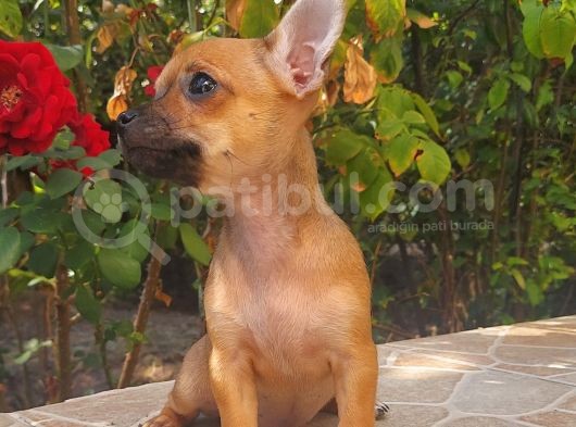 Mi̇ni̇ Boy Chi̇huahua Di̇şi̇ Yavru