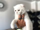 Silver Scottish Fold Oglumuz