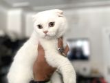 Silver Scottish Fold Oglumuz