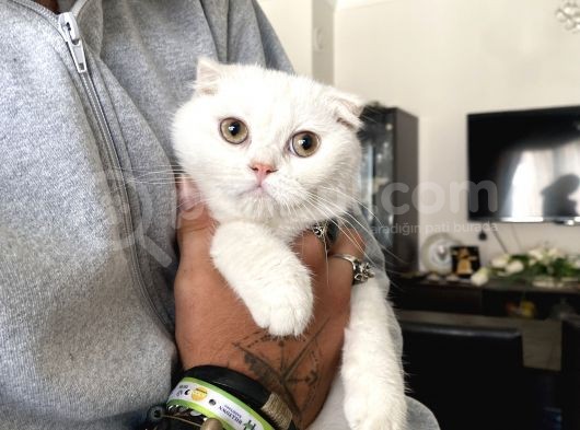 Silver Scottish Fold Oglumuz görsel