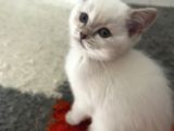 2 Aylık Bebeklerimiz Ankara Içi Ücretli Sahiplendirilecektir