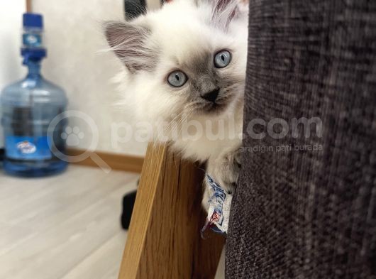 2 Aylık Bebeklerimiz Ankara Içi Ücretli Sahiplendirilecektir görsel