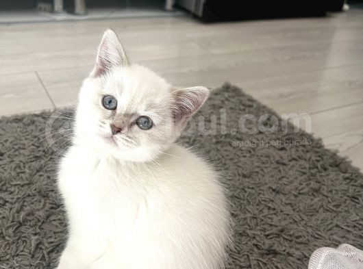 2 Aylık Bebeklerimiz Ankara Içi Ücretli Sahiplendirilecektir görsel