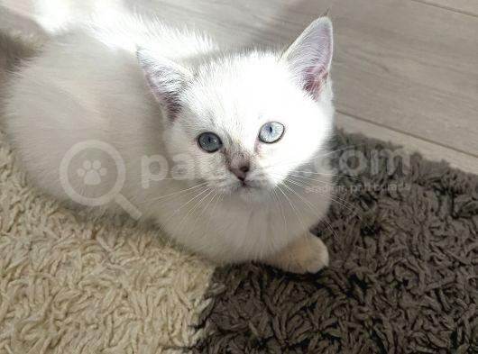 2 Aylık Bebeklerimiz Ankara Içi Ücretli Sahiplendirilecektir görsel