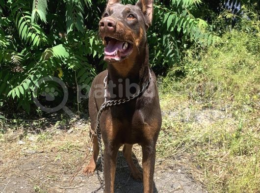 İri Kemikli Doberman Yavrular görsel