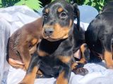 İri Kemikli Doberman Yavrular