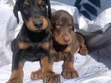 İri Kemikli Doberman Yavrular