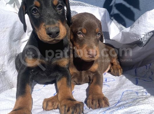 İri Kemikli Doberman Yavrular görsel