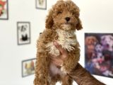 En Güzel Poodle Ayarında Mini Maltipoo Erkek