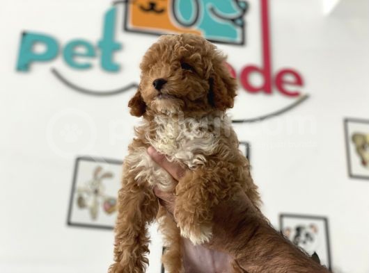 En Güzel Poodle Ayarında Mini Maltipoo Erkek görsel