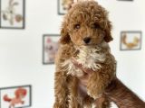 En Güzel Poodle Ayarında Mini Maltipoo Erkek