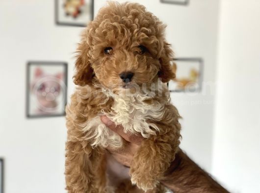 En Güzel Poodle Ayarında Mini Maltipoo Erkek görsel
