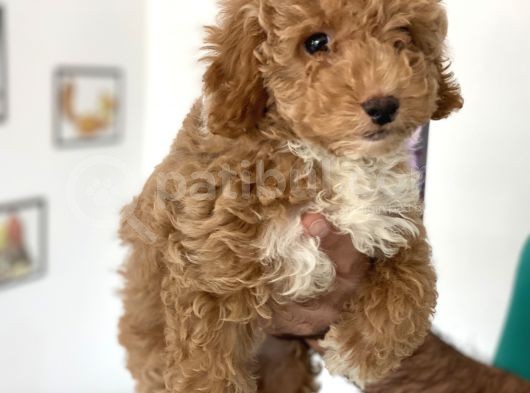 En Güzel Poodle Ayarında Mini Maltipoo Erkek görsel