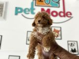 En Güzel Poodle Ayarında Mini Maltipoo Erkek