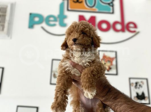 En Güzel Poodle Ayarında Mini Maltipoo Erkek görsel