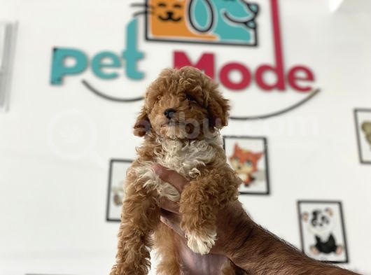 En Güzel Poodle Ayarında Mini Maltipoo Erkek görsel