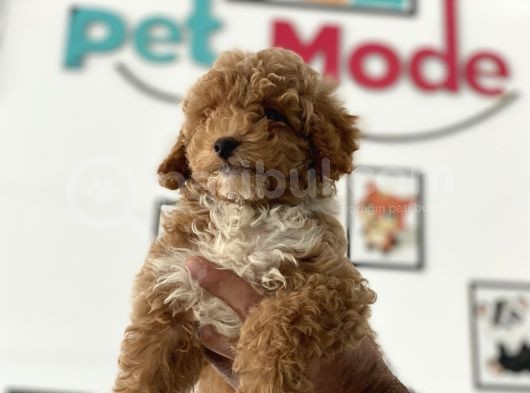 En Güzel Poodle Ayarında Mini Maltipoo Erkek