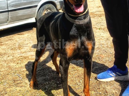 İri Kemikli Doberman Yavrular