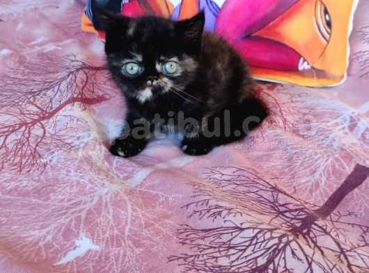 Exotic Kısa Tüylü Yavru