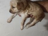 Malti̇po Bebekleri̇mi̇z Yeni̇ Yuvalari̇ni̇ Ari̇yor