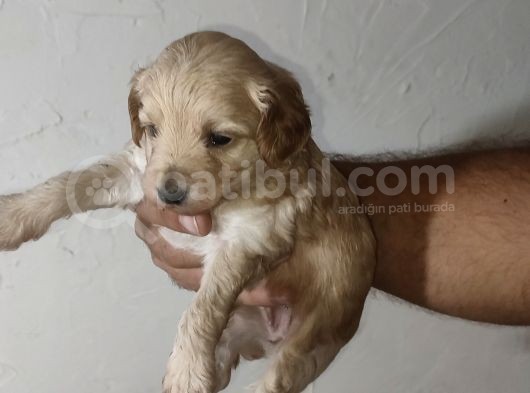 Malti̇po Bebekleri̇mi̇z Yeni̇ Yuvalari̇ni̇ Ari̇yor görsel
