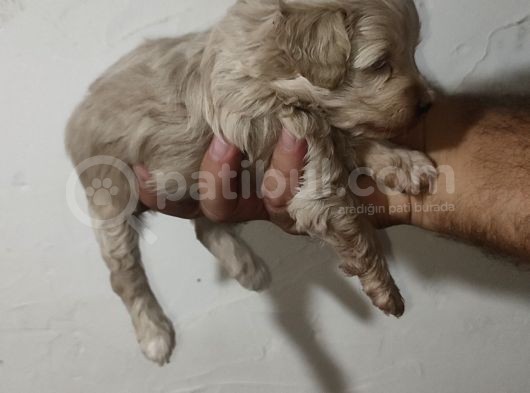 Malti̇po Bebekleri̇mi̇z Yeni̇ Yuvalari̇ni̇ Ari̇yor görsel