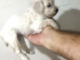 Malti̇po Bebekleri̇mi̇z Yeni̇ Yuvalari̇ni̇ Ari̇yor