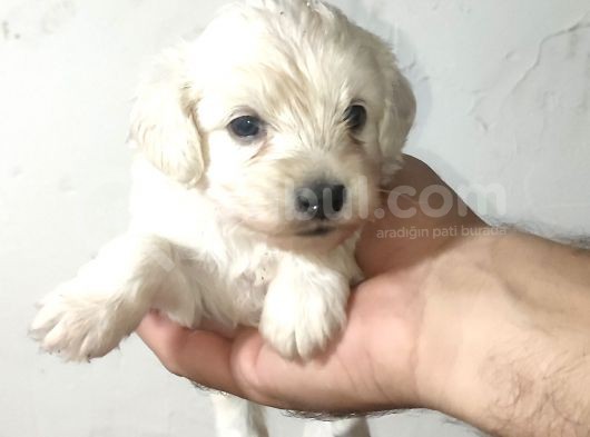 Malti̇po Bebekleri̇mi̇z Yeni̇ Yuvalari̇ni̇ Ari̇yor görsel