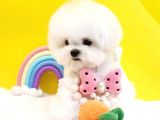 Korean Export Maltese Terrier Bebeklerim