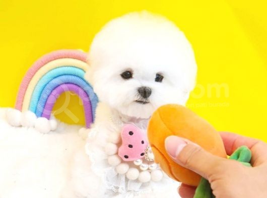 Korean Export Maltese Terrier Bebeklerim görsel