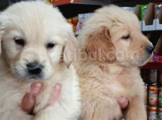 Baby Face Golden Yavrularimiz Vonalp Pet Güvencesi̇yle