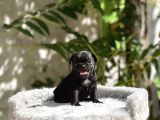 Pug Yavrusu