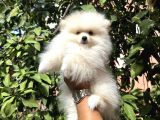 Pomerani̇an Yavrularimiz