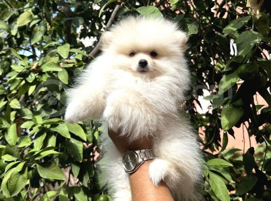 Pomerani̇an Yavrularimiz