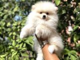 Pomerani̇an Yavrularimiz